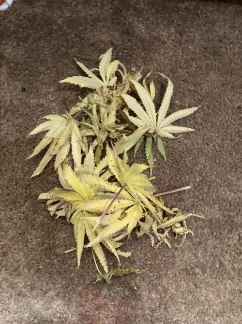 Lava cake auto Vgrow. Week 10 - Some dead leaf defoliation 