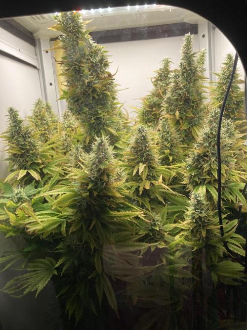 Lava cake auto Vgrow. Week 11 - Whole plant