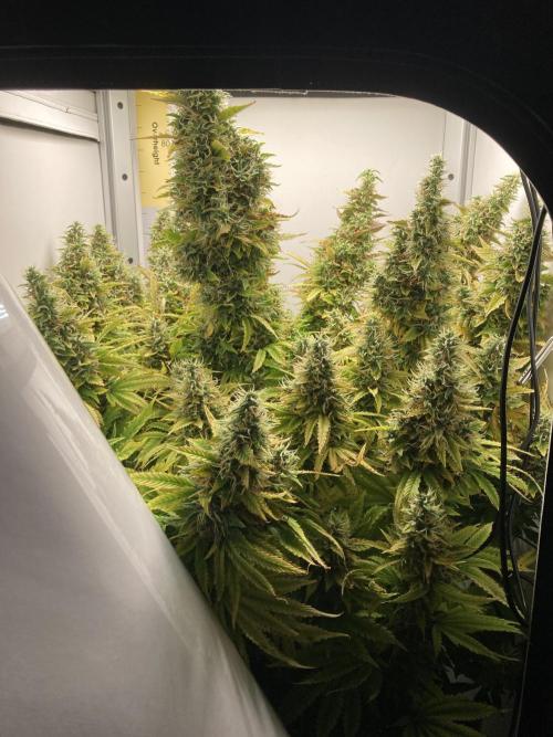 Lava cake auto Vgrow. Week 11