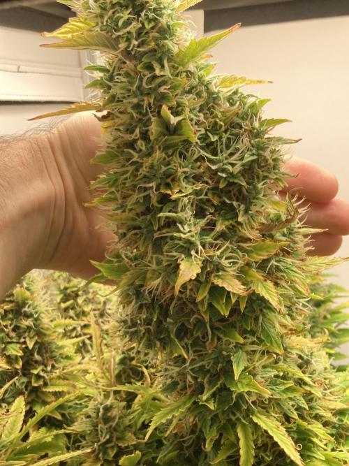 Lava cake auto Vgrow. Week 11 - Huge top cola 