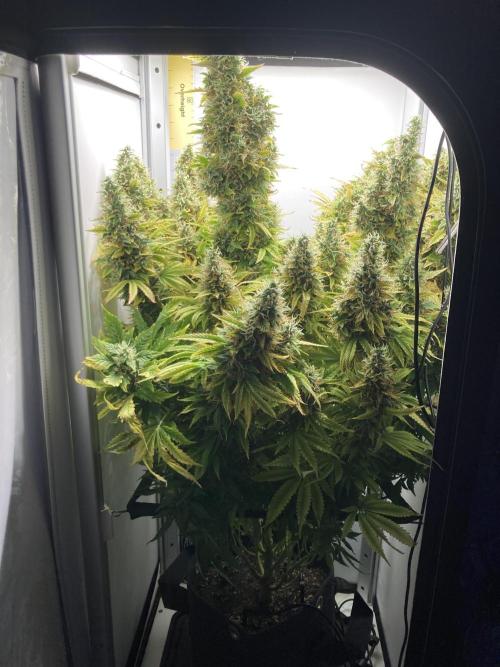 Lava cake auto Vgrow. Week 11 - Whole plant