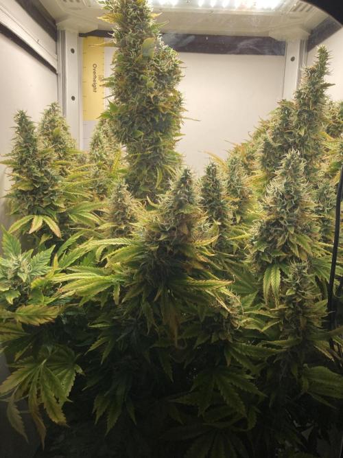 Lava cake auto Vgrow. Week 12 - Whole monster plant 