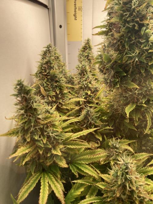 Lava cake auto Vgrow. Week 12 - Left side colas 