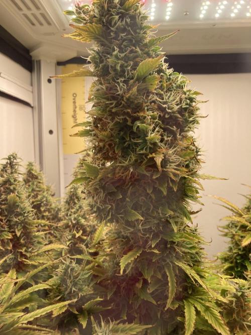 Lava cake auto Vgrow. Week 12 - Main cola