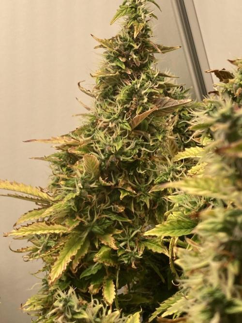 Lava cake auto Vgrow. Week 12 - Random cola left side 