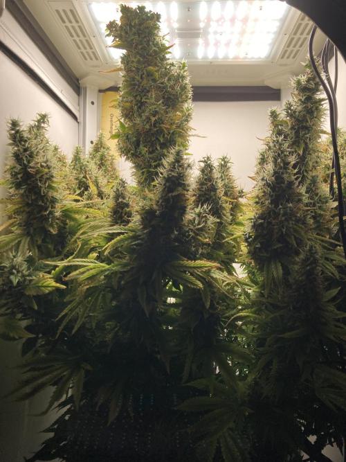 Lava cake auto Vgrow. Week 13 - Full view