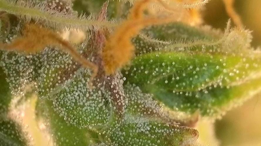 Lava cake auto Vgrow. Week 13 - Trichomes