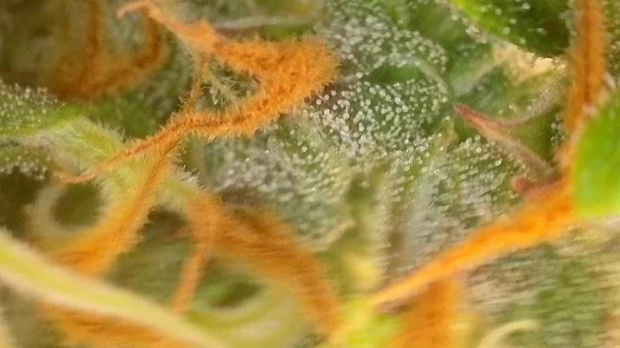 Lava cake auto Vgrow. Week 13 - Trichomes