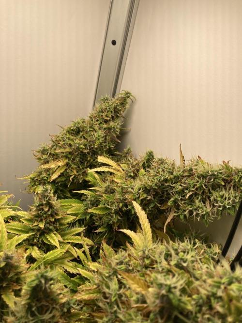 Lava cake auto Vgrow. Week 13 - Right side falling buds