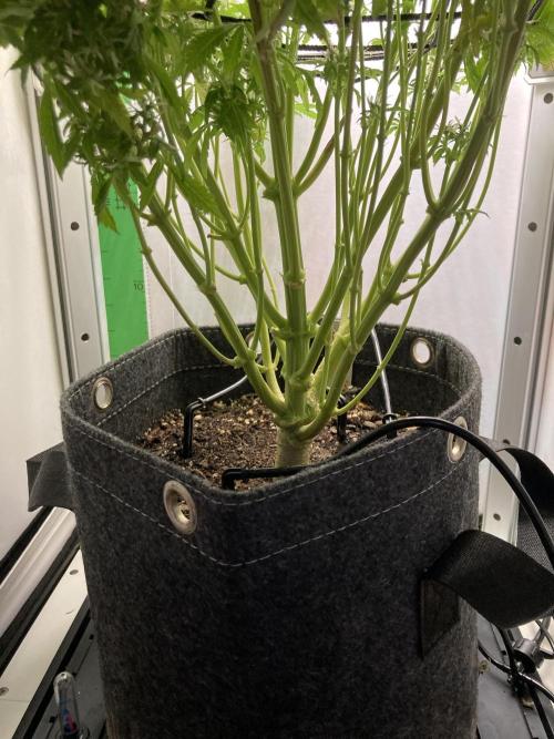 Lava cake auto Vgrow. Week 13 - Stalk