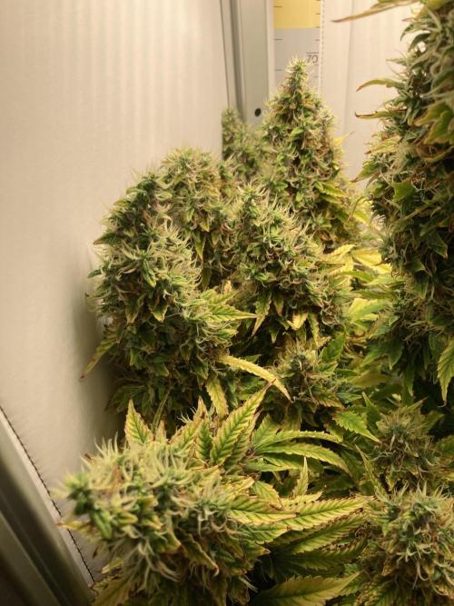 Lava cake auto Vgrow. Week 13 - Left side falling buds 