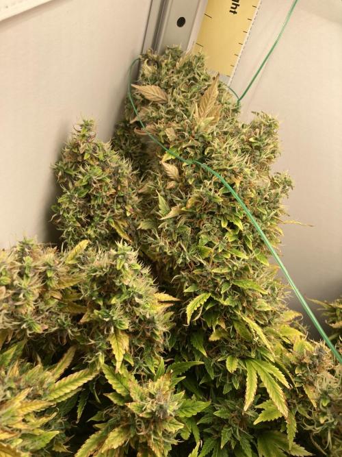 Lava cake auto Vgrow. Week 14 - Top cola fell over 