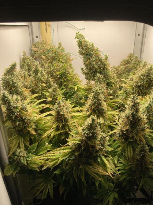 Lava cake auto Vgrow. Week 14 - Whole tent