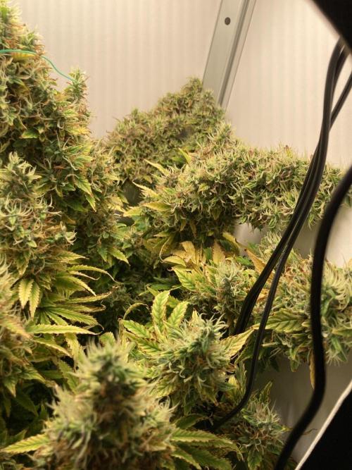 Lava cake auto Vgrow. Week 14 - Right side colas 