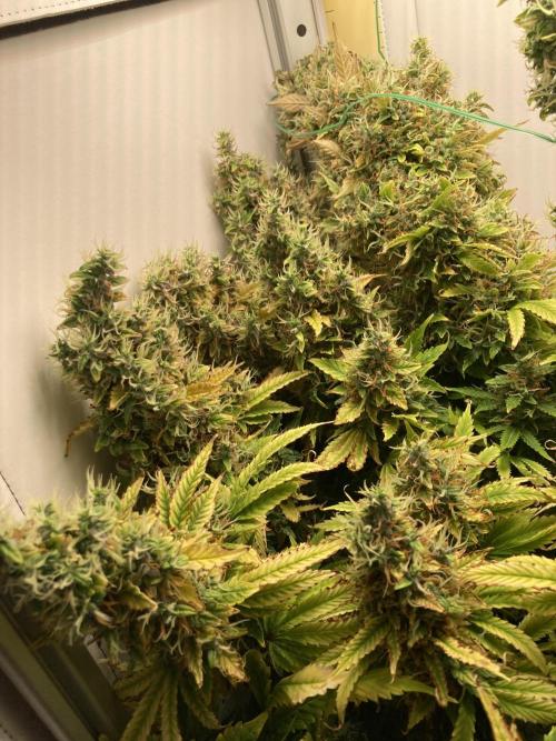 Lava cake auto Vgrow. Week 14 - Left side colas 