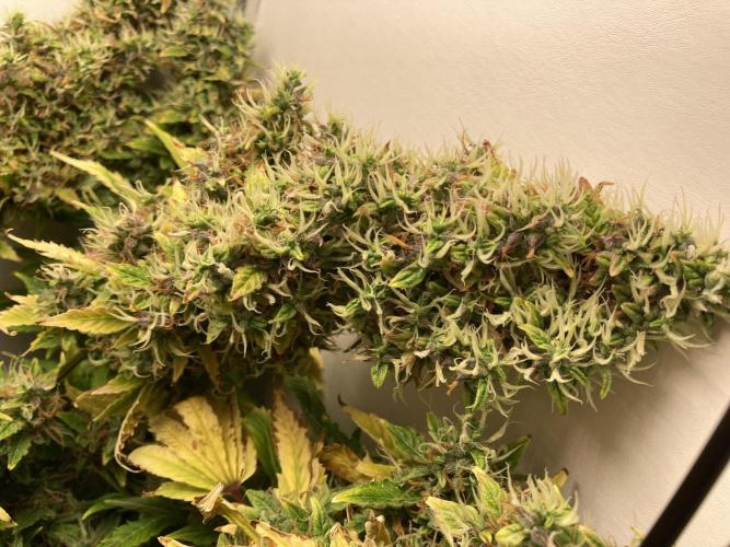 Lava cake auto Vgrow. Week 14 - Huge right side cola