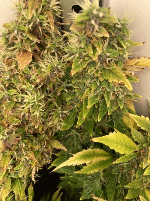 Lava cake auto Vgrow. Week 14