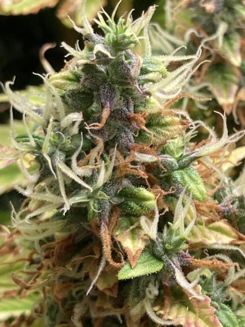 Lava cake auto Vgrow. Week 14 - Bright green buds with purple taking over all over. 