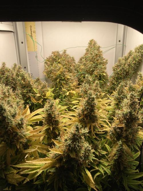 Lava cake auto Vgrow. Week 15 - Whole plant top cola fell