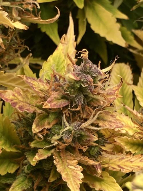 Lava cake auto Vgrow. Week 15 - Pink and purple 