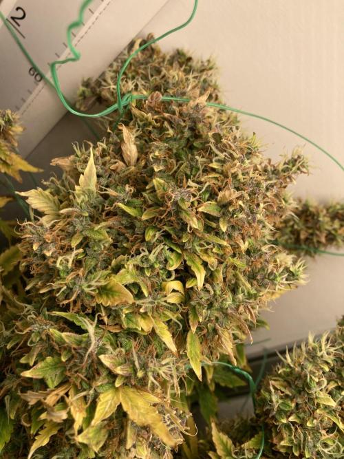 Lava cake auto Vgrow. Week 15 - Main cola tied to keep from breaking