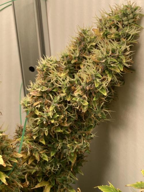 Lava cake auto Vgrow. Week 15 - Side cola