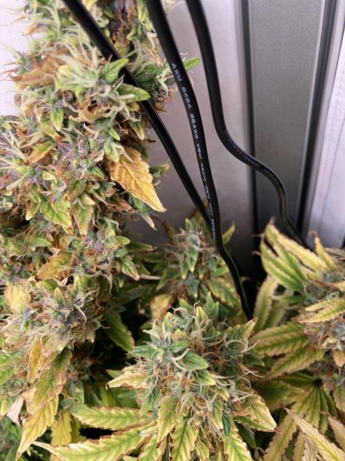 Lava cake auto Vgrow. Week 15 - Side colas purple