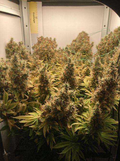 Lava cake auto Vgrow. Week 16 - Whole plant