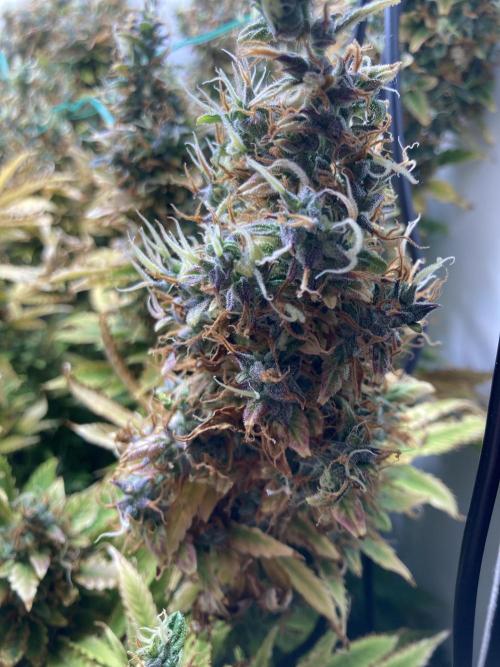 Lava cake auto Vgrow. Week 16 - Side cola