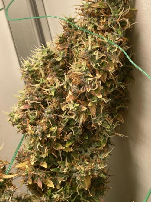 Lava cake auto Vgrow. Week 16 - Side cola