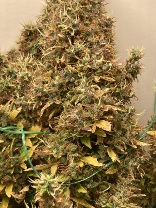 Lava cake auto Vgrow. Week 16 - Side cola