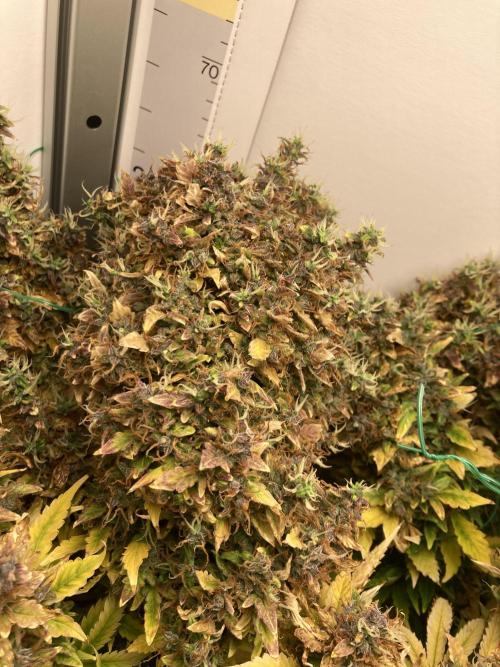 Lava cake auto Vgrow. Week 16 - Main cola part of it at least 