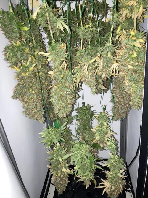 Lava cake auto Vgrow. Week 17 - Hanging to dry
