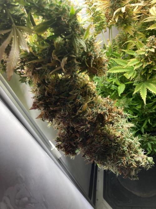 Lava cake auto Vgrow. Week 17 - Top cola