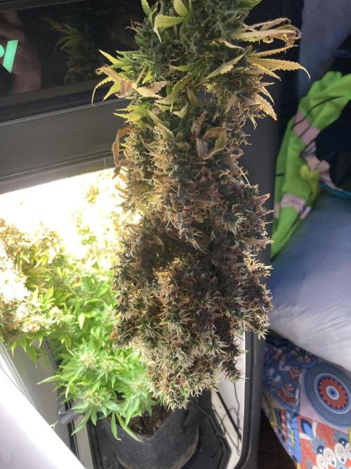 Lava cake auto Vgrow. Week 17 - Top cola