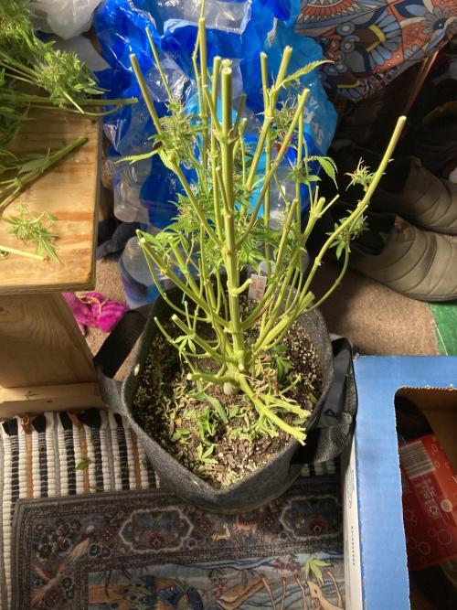 Lava cake auto Vgrow. Week 17 - Stalk