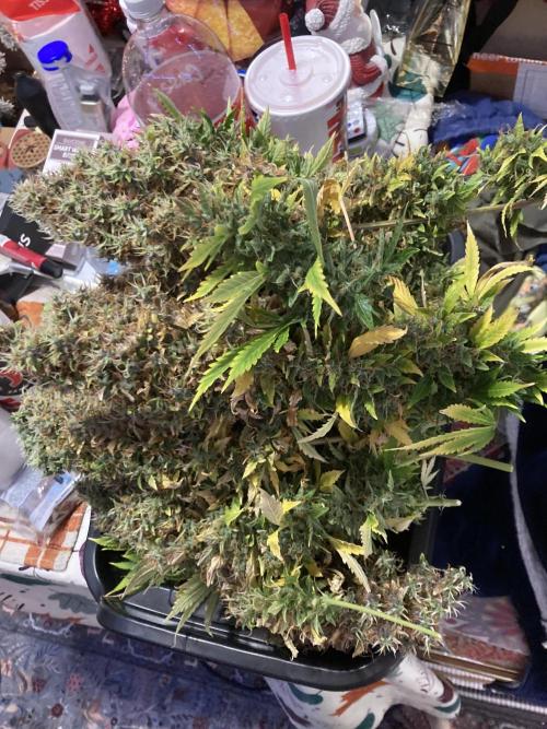 Lava cake auto Vgrow. Week 17 - Basket full of colas