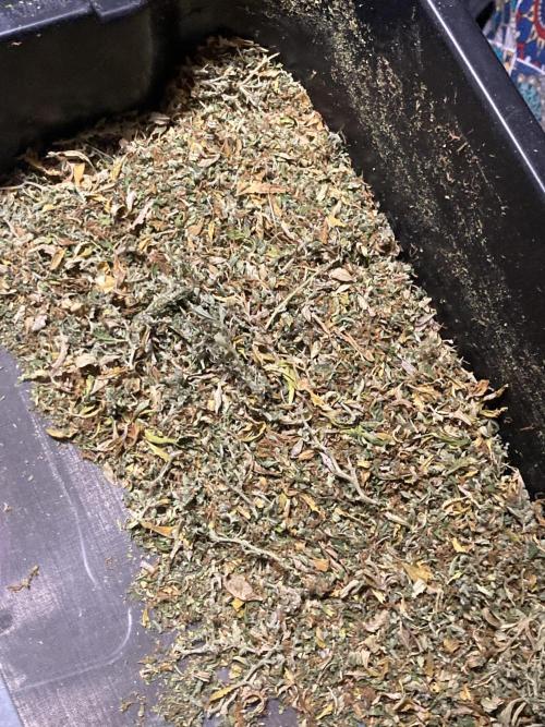 Lava cake auto Vgrow. Week 17 - Shake