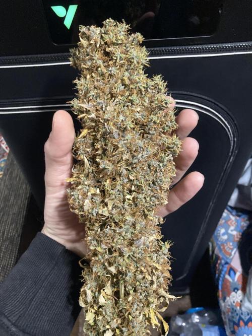 Lava cake auto Vgrow. Week 17 - Dry main cola