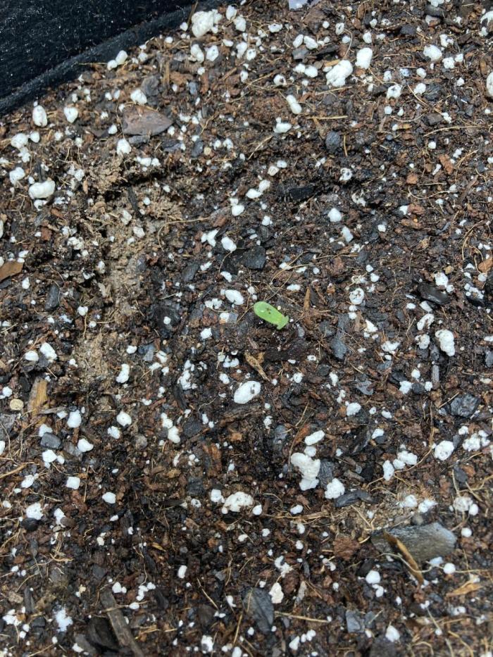 Kitsune kush auto first edition. Week 1 - She is alive!!!