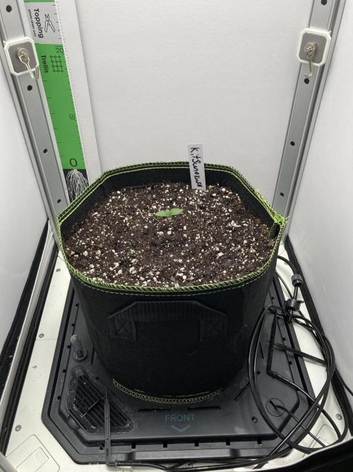 Kitsune kush auto first edition. Week 2 - Whole view