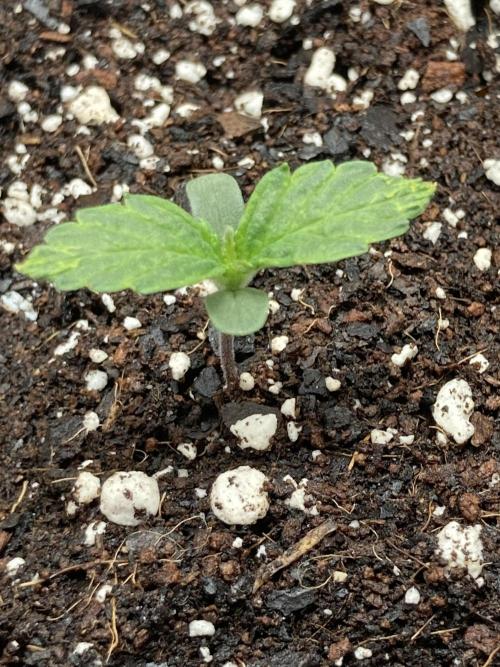 Kitsune kush auto first edition. Week 2 - Top view