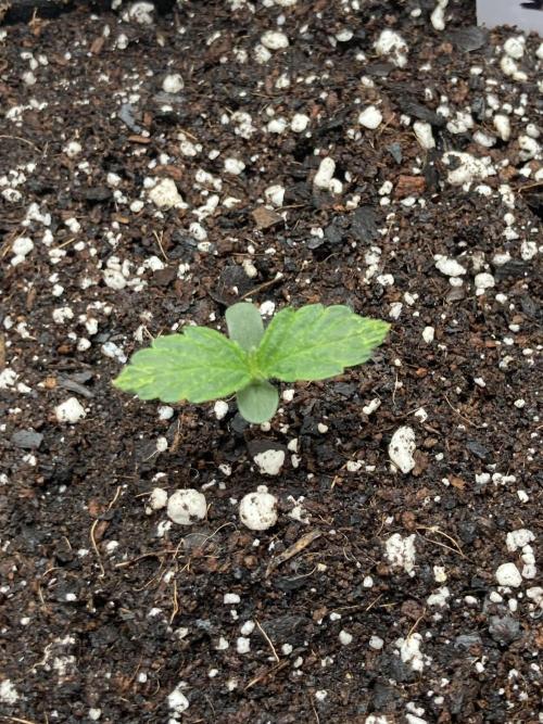 Kitsune kush auto first edition. Week 2 - Very very top view