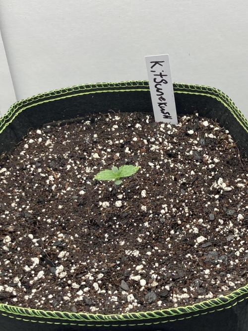 Kitsune kush auto first edition. Week 2 - Side top view