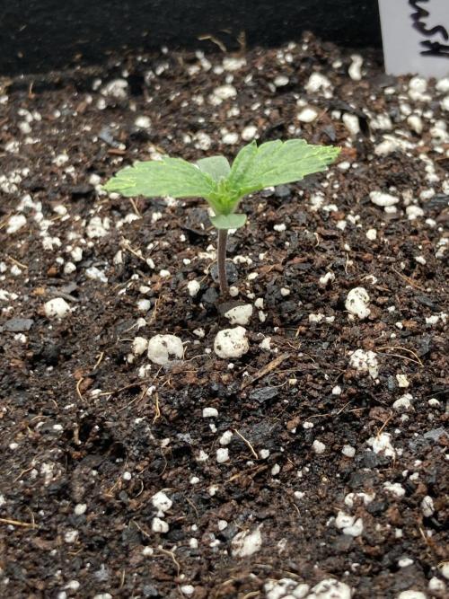 Kitsune kush auto first edition. Week 2 - Side view 