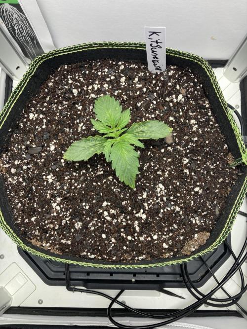 Kitsune kush auto first edition. Week 3 - Top view
