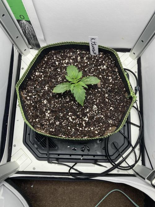 Kitsune kush auto first edition. Week 3 - Top top view