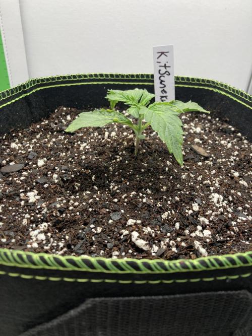 Kitsune kush auto first edition. Week 3 - Side view 