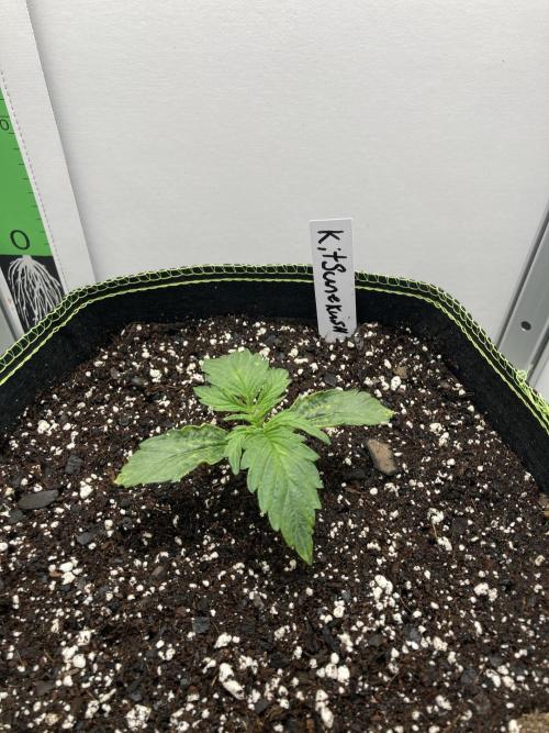 Kitsune kush auto first edition. Week 3