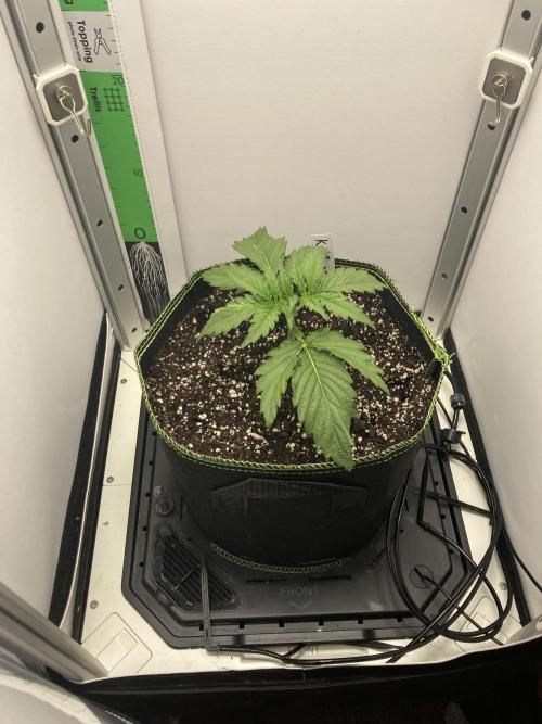 Kitsune kush auto first edition. Week 4